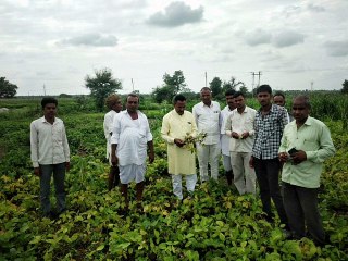 फसलों में पीलापन रोग होने पर पूर्व विधायक राधेश्याम पाटीदार ने किया का निरीक्षण