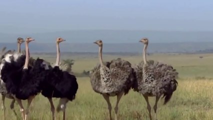 كيف يتزاوج النعام | ما لا تعرفه عن النعام