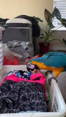 Macaw Messes Up a Basket of Folded Laundry