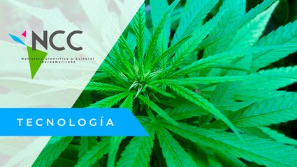 El au­to­cul­ti­vo me­di­ci­nal; pri­mer paso de Ar­gen­ti­na para re­gu­lar la can­na­bis