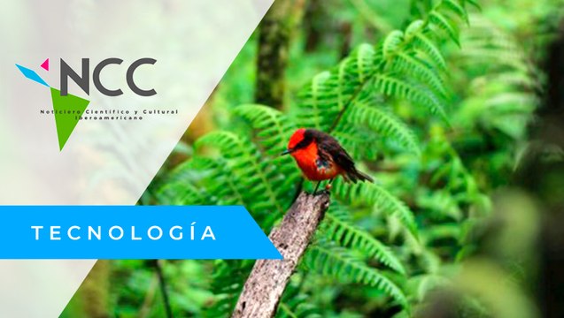 En Ga­lá­pa­gos na­cie­ron seis crías de pá­ja­ro en­dé­mi­co ame­na­za­do