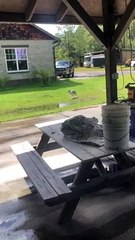 Freshly Bathed Dog Runs Right to Puddle