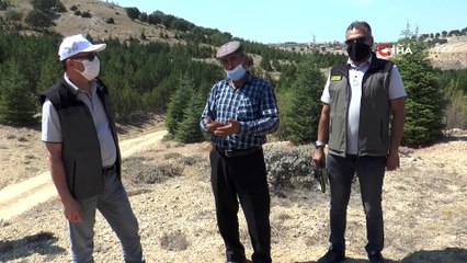 Fidanlar büyüyünce ormanlık alan hayvan otlatmaya açıldı