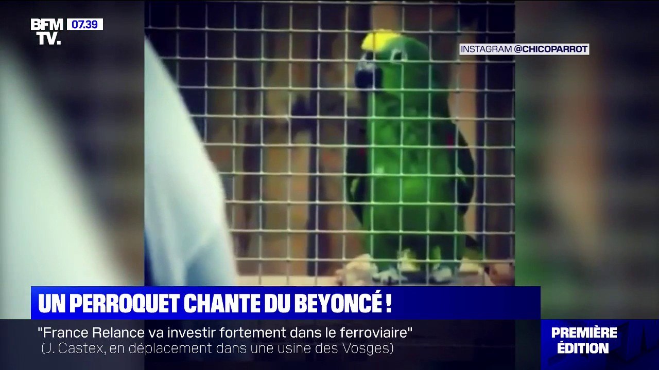 Ce perroquet chante du Beyoncé et devient star du web