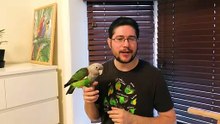 I Kissed a Bird and I Liked It! All About Parrot Kisses