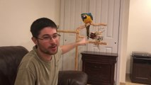 Parrot Quarantine - Quarantining Pet Birds