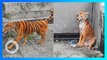 Anjing berbulu Harimau yang Membuat Marah Pecinta Anjing di Malaysia - TomoNews