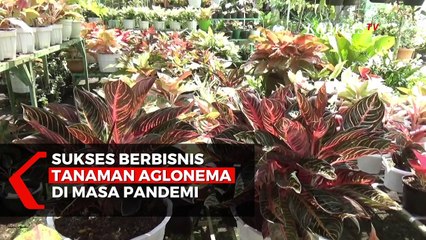 Sukses Berbisnis Tanaman Aglonema di Masa Pandemi Corona