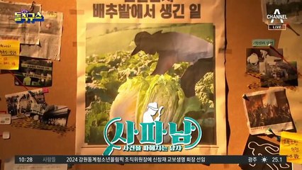 [사파남]코로나·배추밭 무슨 관계?…평창 고랭지밭 도둑 2명의 우연