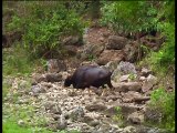 Documentaire Animalier Chroniques de l'Asie Sauvage DVD 1/3 prt 1/2