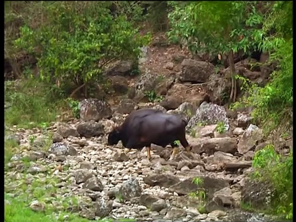 Documentaire Animalier Chroniques de l'Asie Sauvage DVD 1/3 prt 1/2