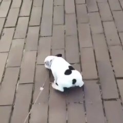 French bulldog performs adorable sneaky puppy crawl when meeting new people