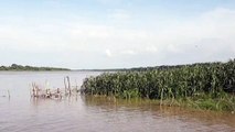 चंबल नदी का जलस्तर बढ़ने से किसानों की फसल हो रही बर्बाद