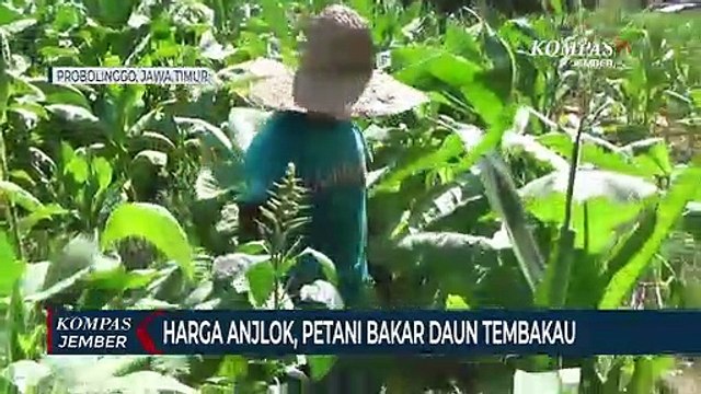 Harga Anjlok, Petani Bakar Daun Tembakau