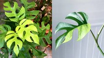 क्यों इस 4 पत्तों वाले पौधे की कीमत है 4 लाख रुपए | Plant with 4 Leaves worth 4 Lakh Rupees |Boldsky
