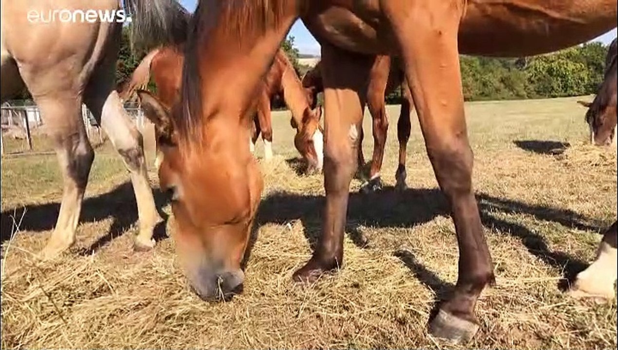 Rite satanique ? Secte ? De plus en plus de chevaux sont sauvagement mutilés et tués en France