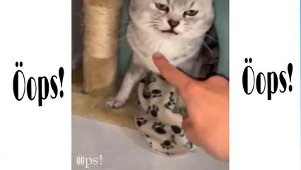 Funny and cute pet videos  cat videos | oops pets!
