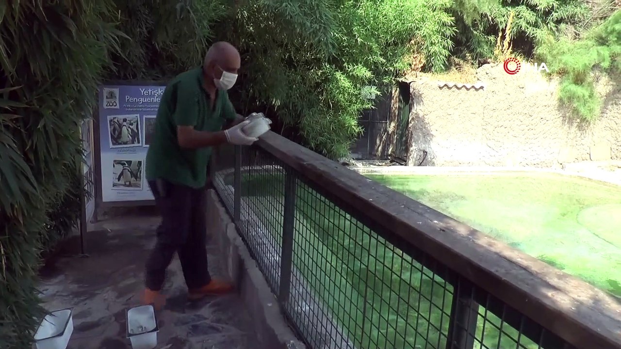 Sıcaktan bunalan hayvanlar buzlu besinlerle serinliyor