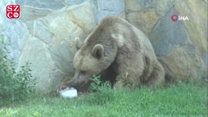 Sıcaktan bunalan hayvanlar böyle serinledi