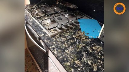 Il retrouve son appartement saccagé par les pigeons après une longue absence