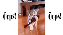 Funny cat and dog videos | Oops pets