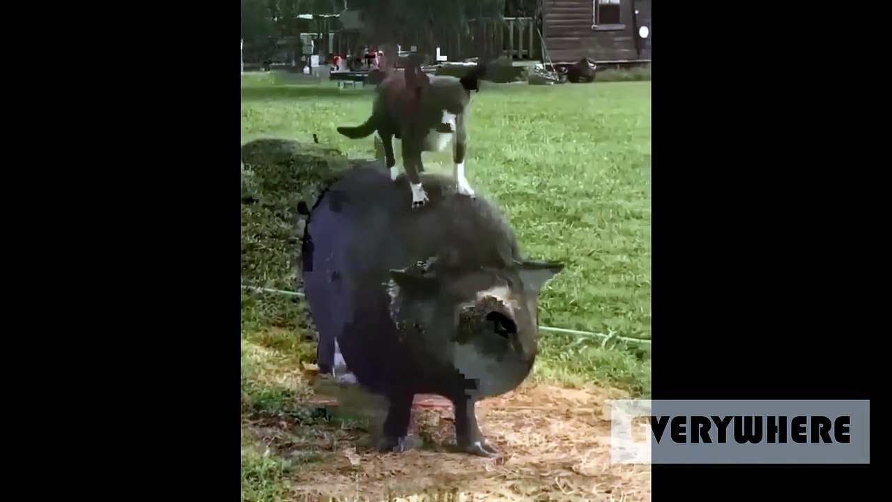 funny &  cool videos around the world  N° 10