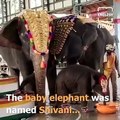 The naming ceremony of this baby elephant will leave you awestruck