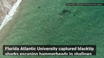 Dramatic Video Shows Small Sharks Fleeing to Shallow Water to Escape Huge Hammerhead