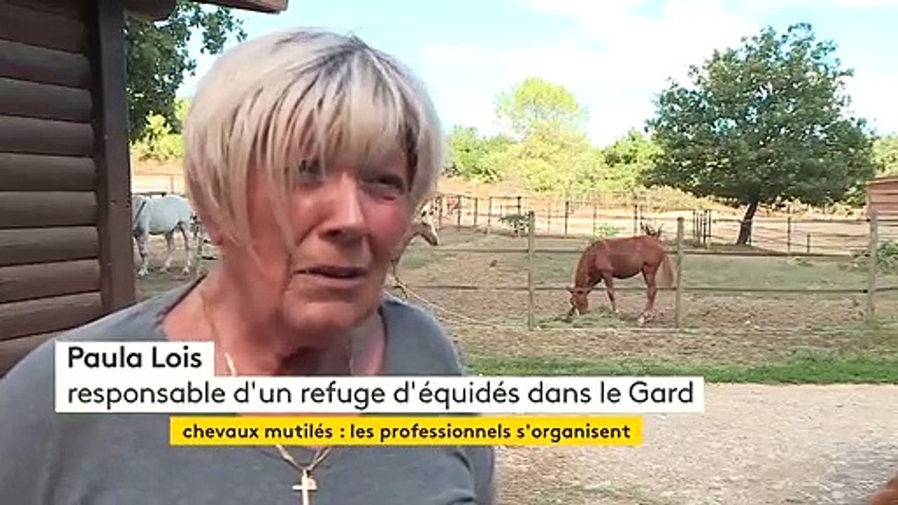 "Dans un stress total" : face aux mutilations de chevaux, l'inquiétude croissante des éleveurs