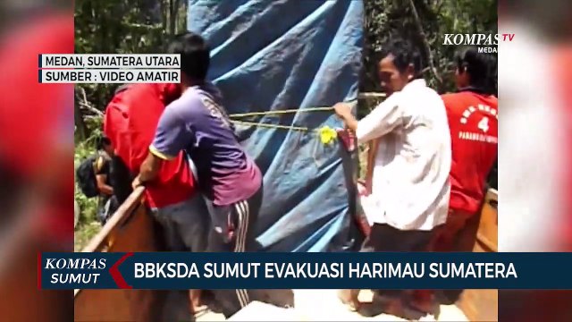 BBKSDA Sumut Evakuasi Harimau Sumatera