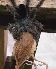 Une araignée géante dévore un oiseau