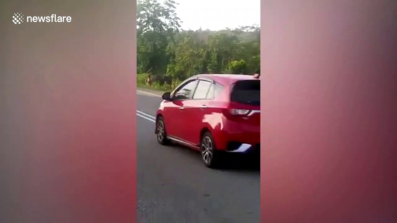 Heartbreaking moment mother elephant tends to her baby killed by car in Malaysia