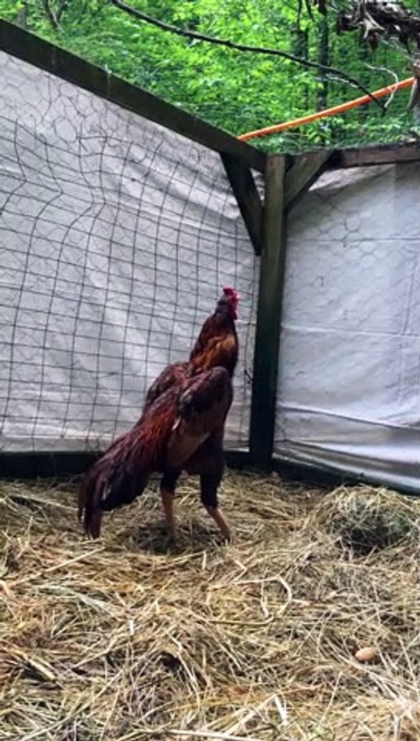 2nd video of Brazilian Brood rooster