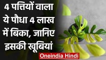 New Zealand : 4 लाख में बिका केवल चार पत्तियों वाला पौधा, जानें क्या है खास । वनइंडिया हिंदी