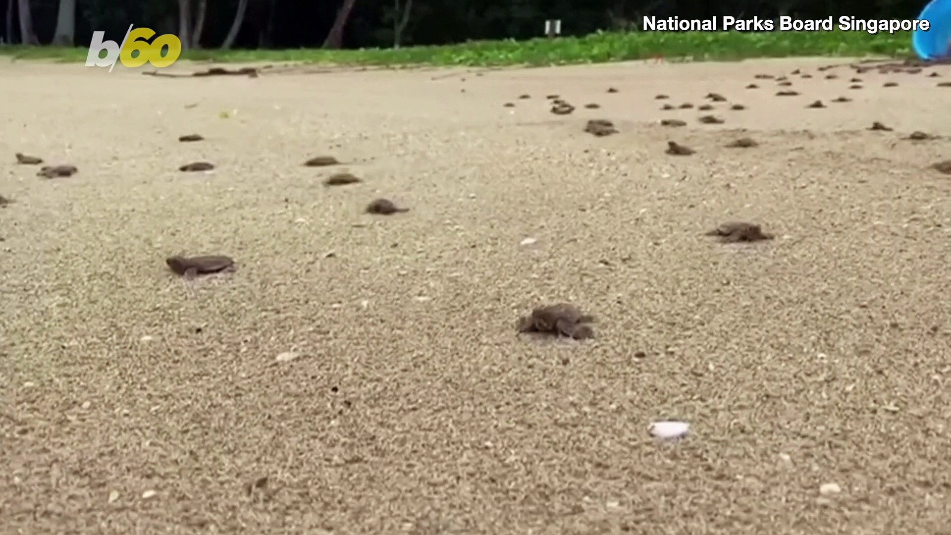 ⁣Endangered Turtle Hatchlings Released Free in Singapore!