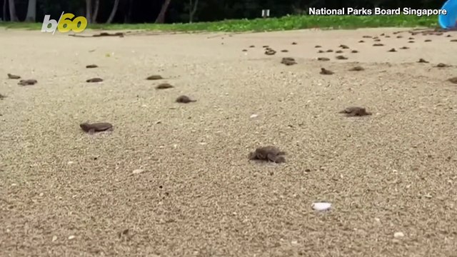 Endangered Turtle Hatchlings Released Free in Singapore!