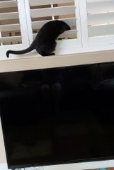 Kitty Squeezes Through Shutters