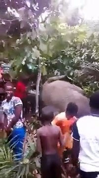 Un éléphant s'invite dans un village pour boire de l'alcool et s'effondre après s'être saoulé (vidéo)