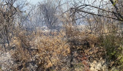 Incendie sur l'Oppidum des Baou