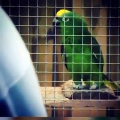 Chico interprète une chanson de Beyoncé et fait le buzz sur Instagram (Vidéo)