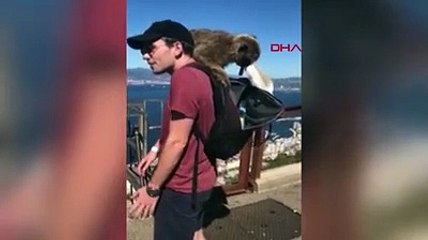 Maymunun düğün öncesi bir çiftin cüzdanını çaldığı anlar...