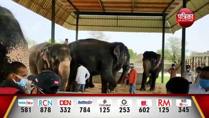 हाथी गांव में हाथियों की मौत का सिलसिला जारी