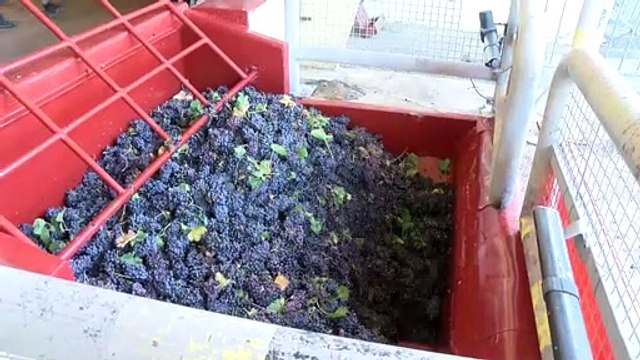 Vendanges à Saint-Julien-les-Martigues : une première cuvée bio cette année !