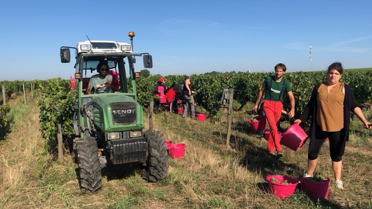Vendanges au château de Plaisance, en plein cœur de Chaume.
