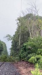 Helicopter Chainsaw Trims Through Trees like Butter