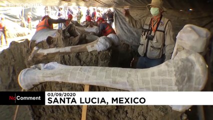 Esqueletos de mamutes encontrados nas obras de aeroporto mexicano