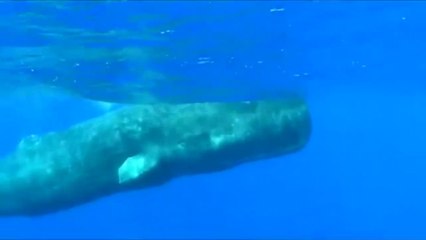 Sperm Whale facts_ the most populous whales