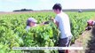 VENDANGES : retour des jeunes dans les vignes