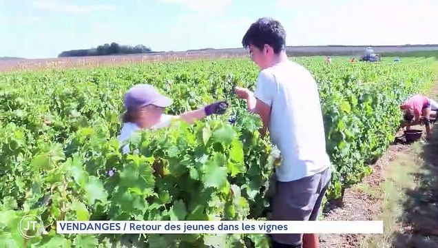 VENDANGES : retour des jeunes dans les vignes