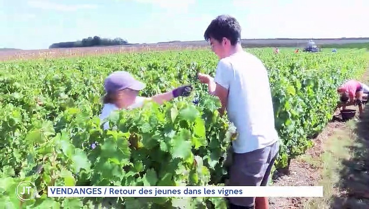 VENDANGES : retour des jeunes dans les vignes